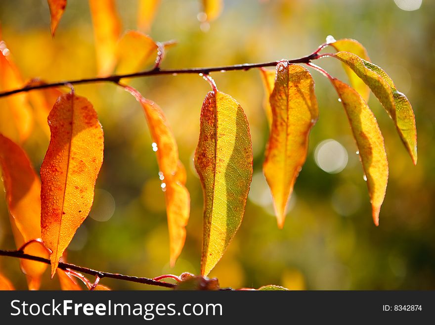 Gold leaf in autumn in poland