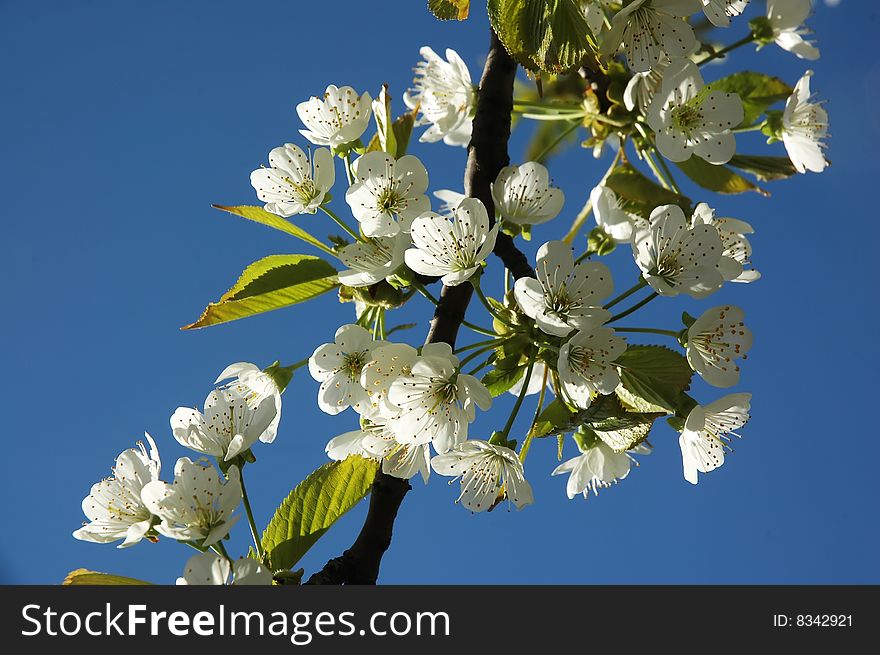 Cherry blossom  with  twig on blue sky