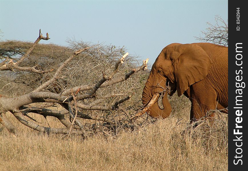 Large bull elephant browsing on a marula tree in South Africa. Large bull elephant browsing on a marula tree in South Africa