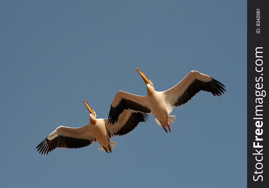 Two adult pelicans flying over Amboseli National Park, Kenya. Two adult pelicans flying over Amboseli National Park, Kenya