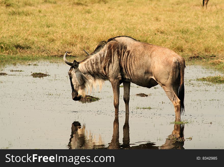Wildebeest drinking from swamp in Amboseli National Park, Kenya. Wildebeest drinking from swamp in Amboseli National Park, Kenya
