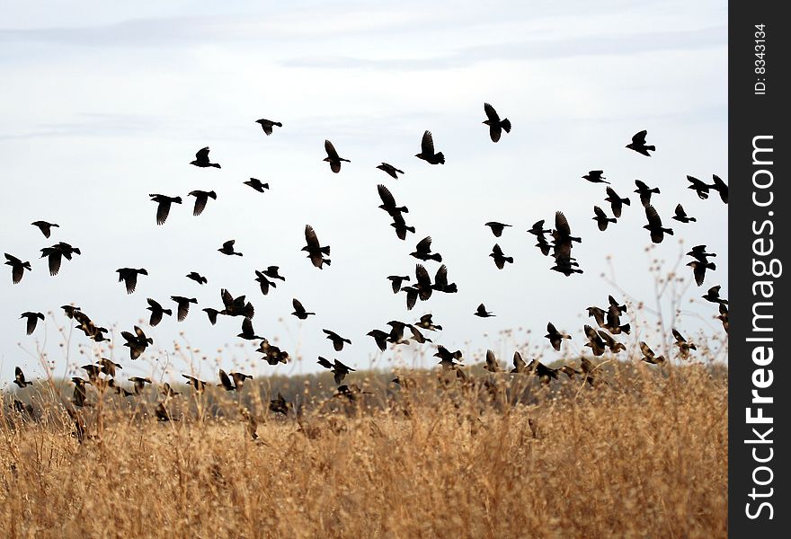 A Flock of Yellow-Headed Blackbirds