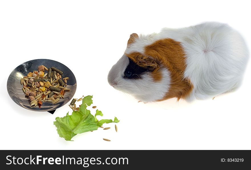 Guinea pig on a white background