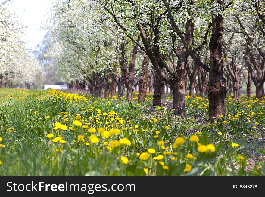 Photo of the trees in spring in Poland