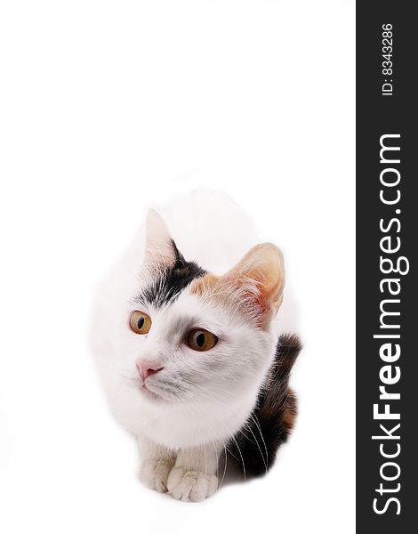 Cute cat on white background. Cute cat on white background.