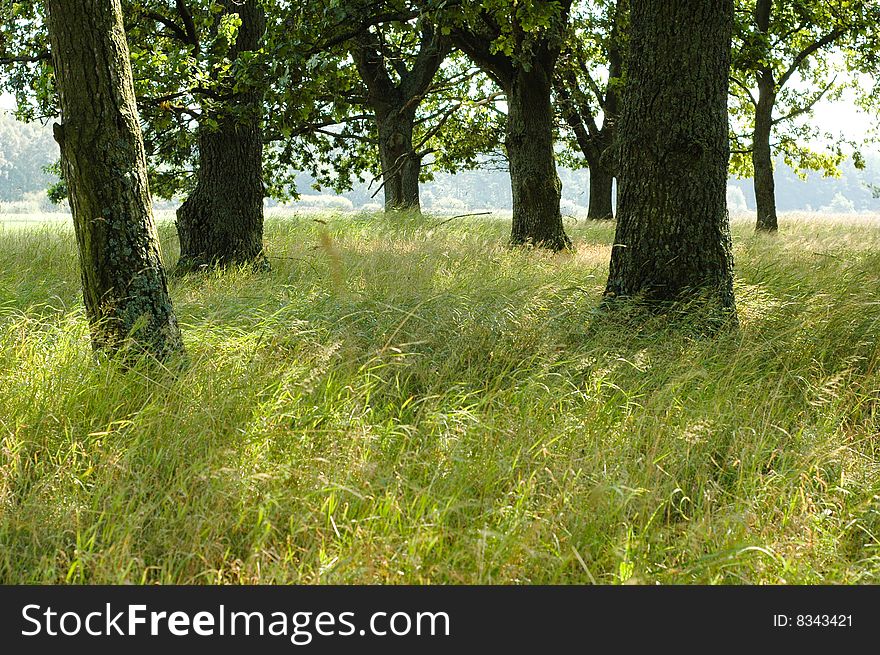 Old trees in the grass in poland country