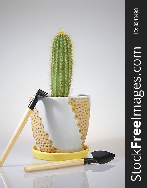 Potted Cactus and Hand Gardening Tools: rake and shovel
