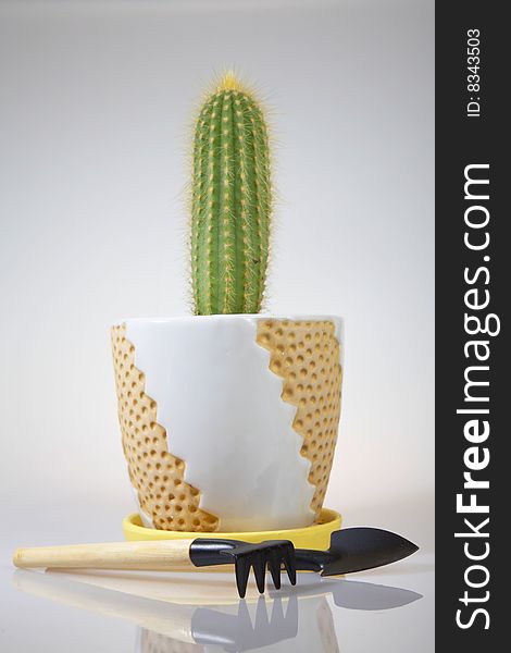 Potted Cactus and Hand Gardening Tools: rake and shovel