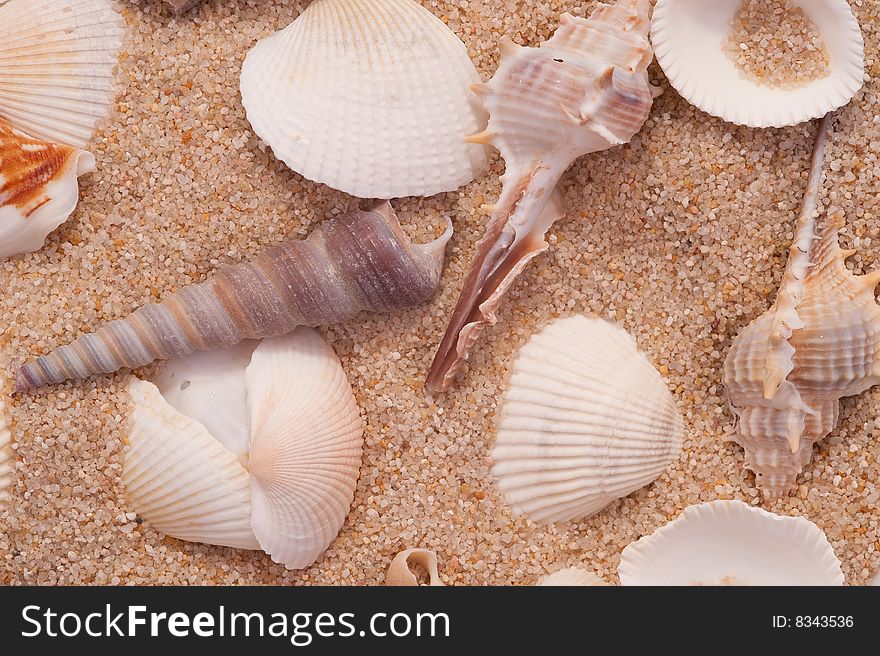 Seashells on the sand.Close-up