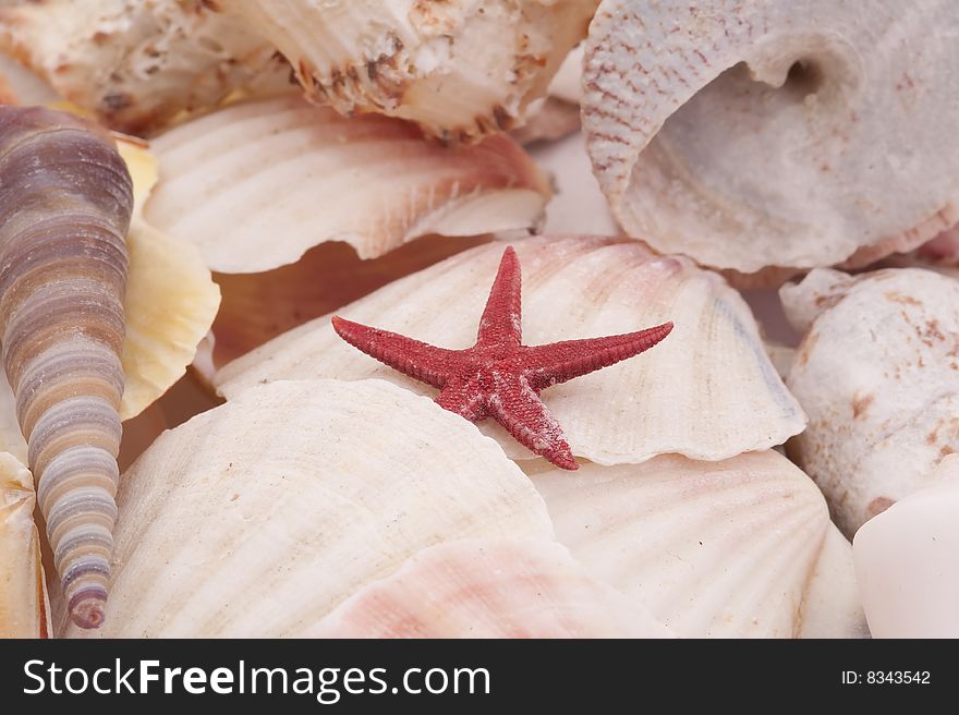 Seashells in close-up.Macro. Seashells in close-up.Macro