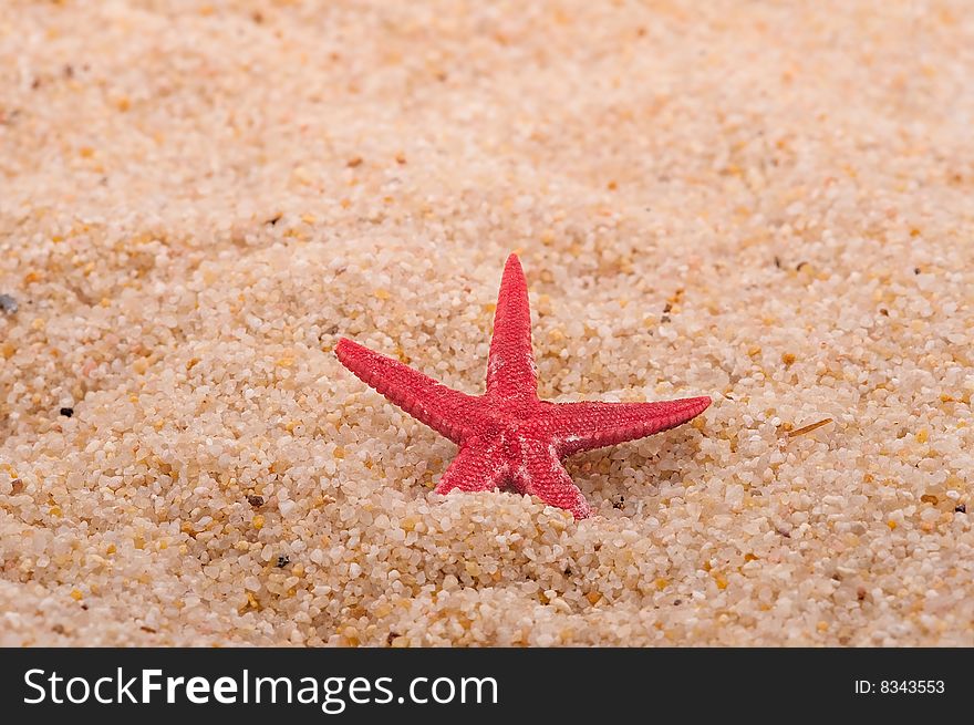 Cushion Star (Asterina Gibbosa) On The Sand