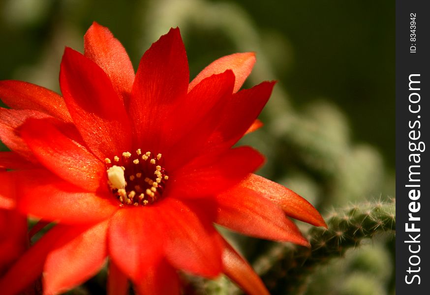 Beautiful red cactus blossom in green background,summer