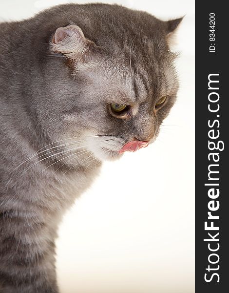 Young playing cat with green eyes, scottish fold