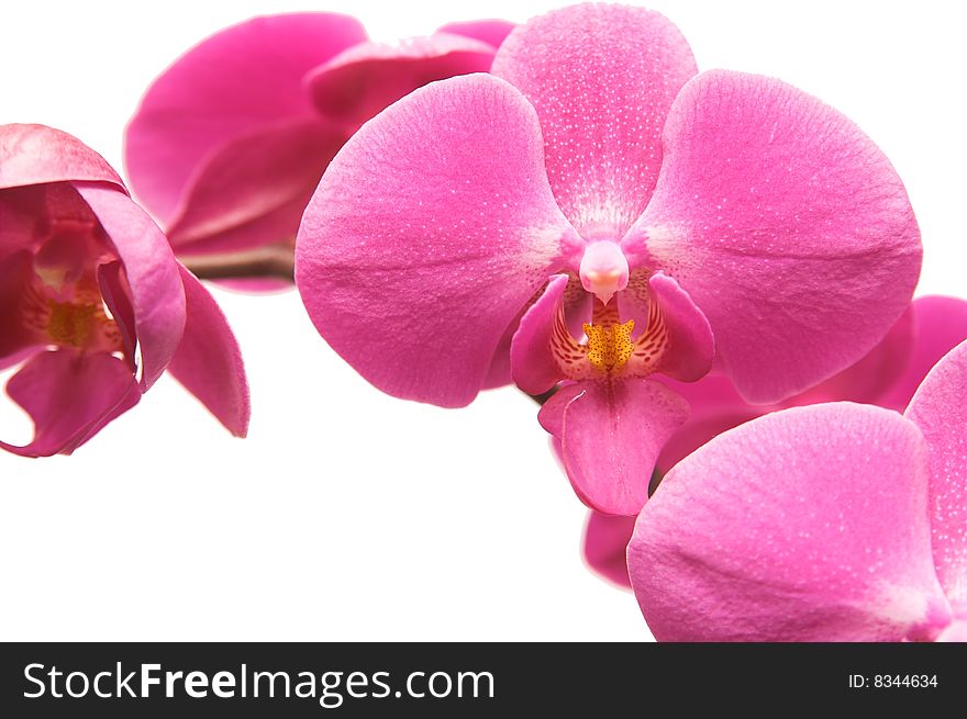 Purple orchid isolated on white background