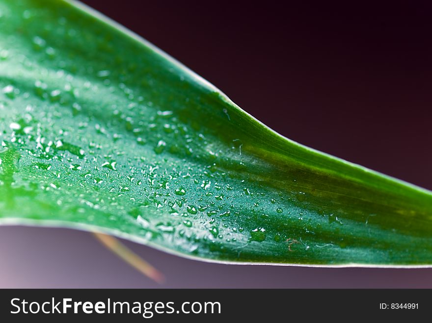 Lucky bamboo leaf with water drops
