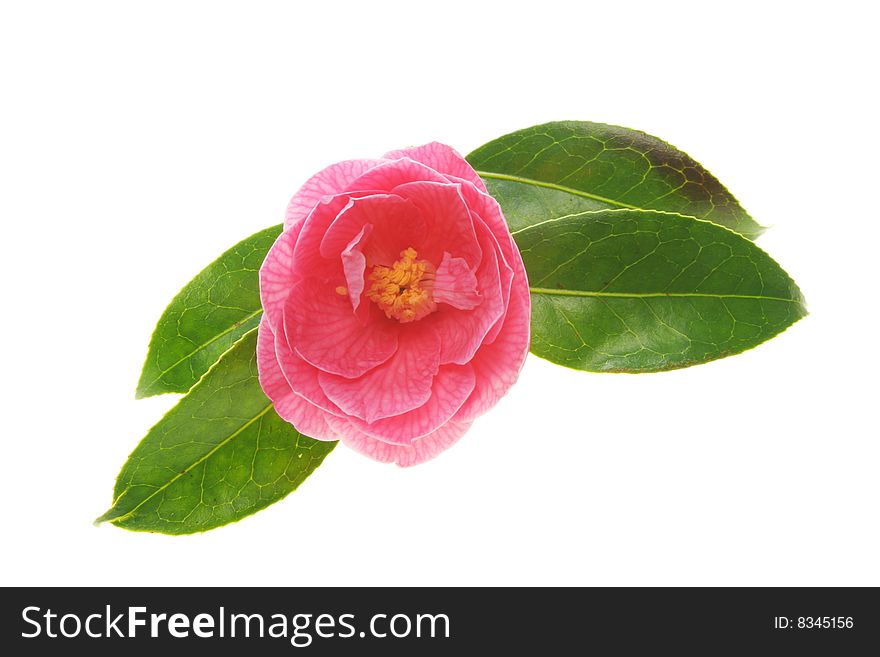 Camellia flower with four green leaves