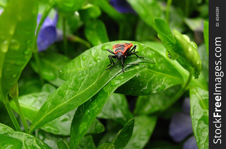 Red bedbug on green leaf in dewdrops. Red bedbug on green leaf in dewdrops