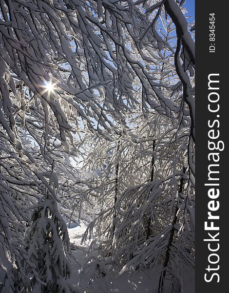 Image of sun behind snowy branches