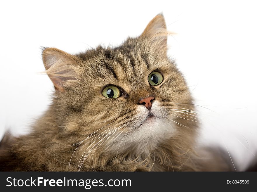 Image of curious house cat close-up