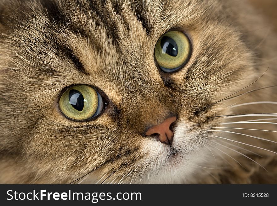 Image of curious house cat close-up