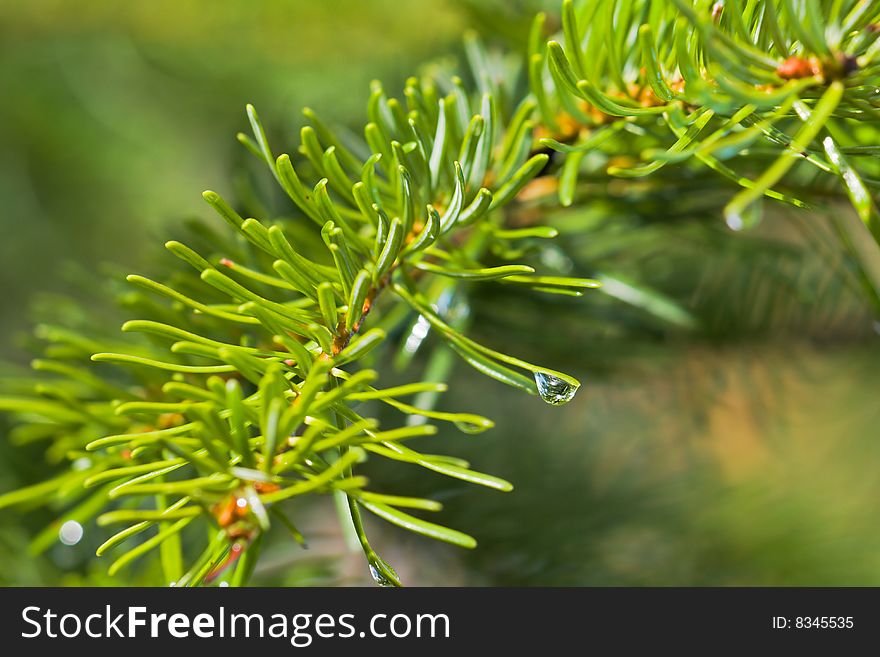 Fir branches with a lot of waterdrops on the green background.