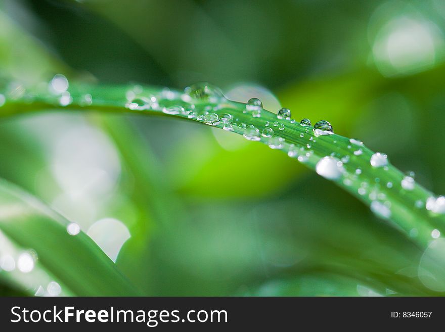 The blade of green grass with a lot of waterdrops on it. The blade of green grass with a lot of waterdrops on it.