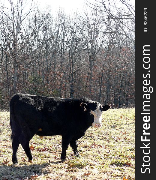 The rancher has separated this cow from the rest of the herd. The rancher has separated this cow from the rest of the herd.