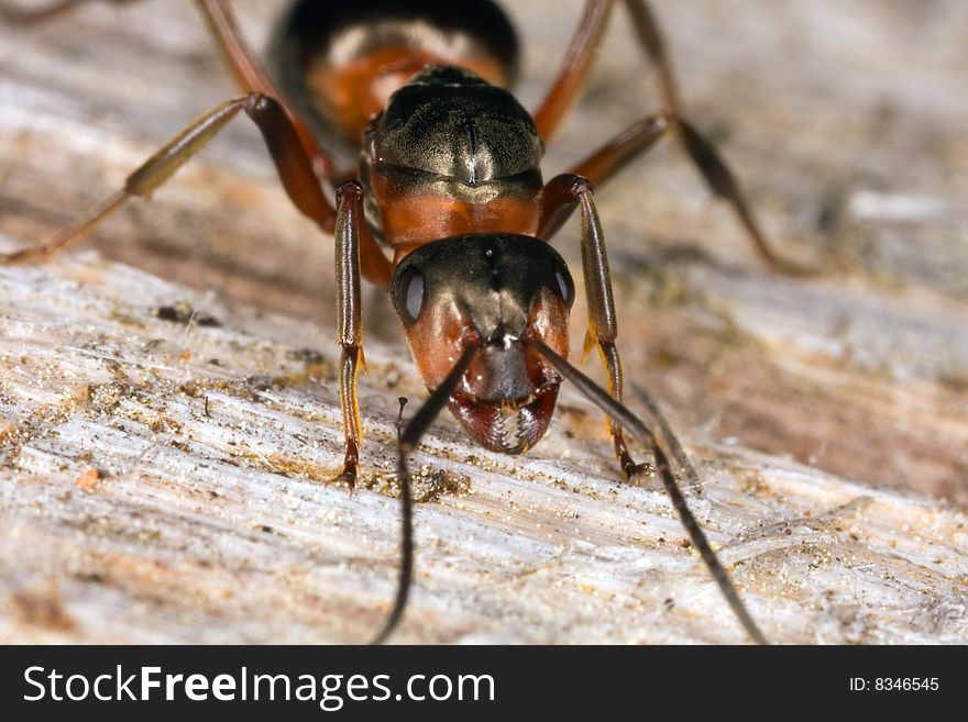 Extreme close-up of wooden ant