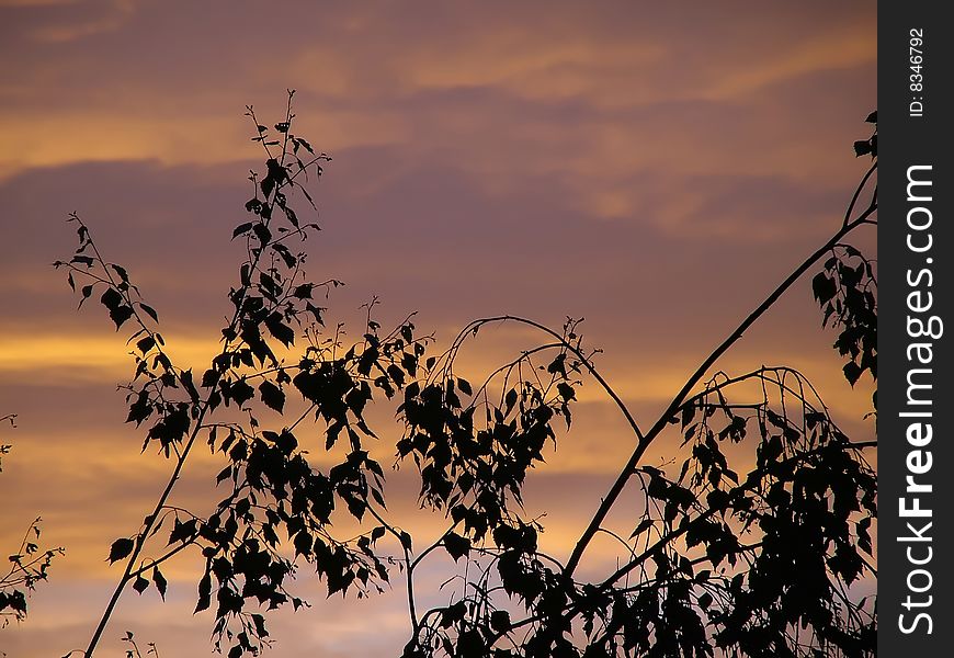 Silhouette Of Branches Of A Birch