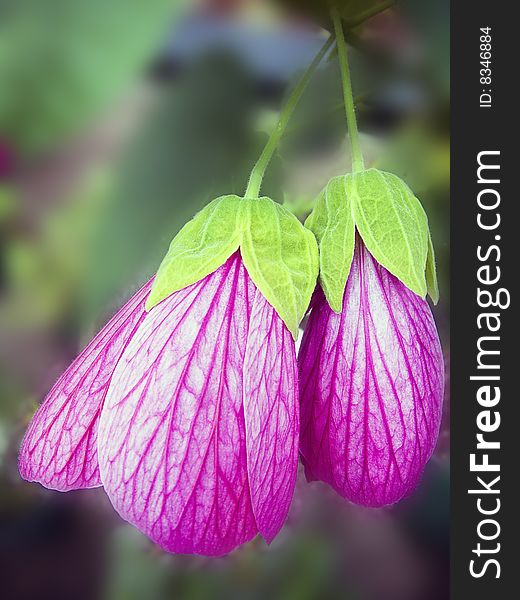 Close-up of trailing pink veined Chinese Abutilon flower used primarily as potted patio plant. Close-up of trailing pink veined Chinese Abutilon flower used primarily as potted patio plant