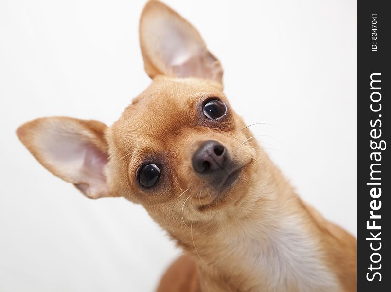 Little chihuahua portrait over white background.