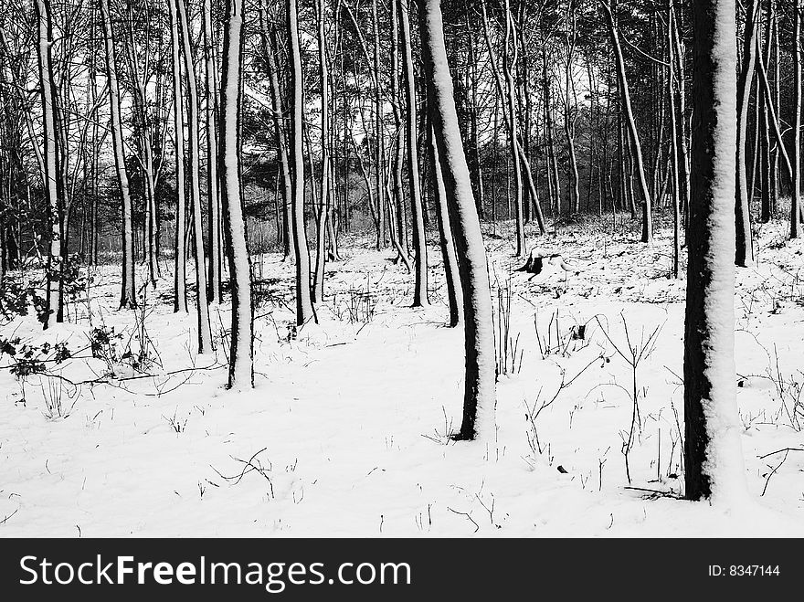Winter forest and white snow