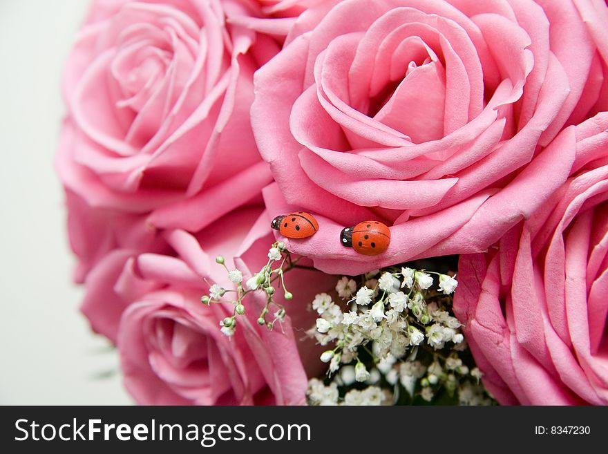 Ladybirds sit on pink roses. Ladybirds sit on pink roses