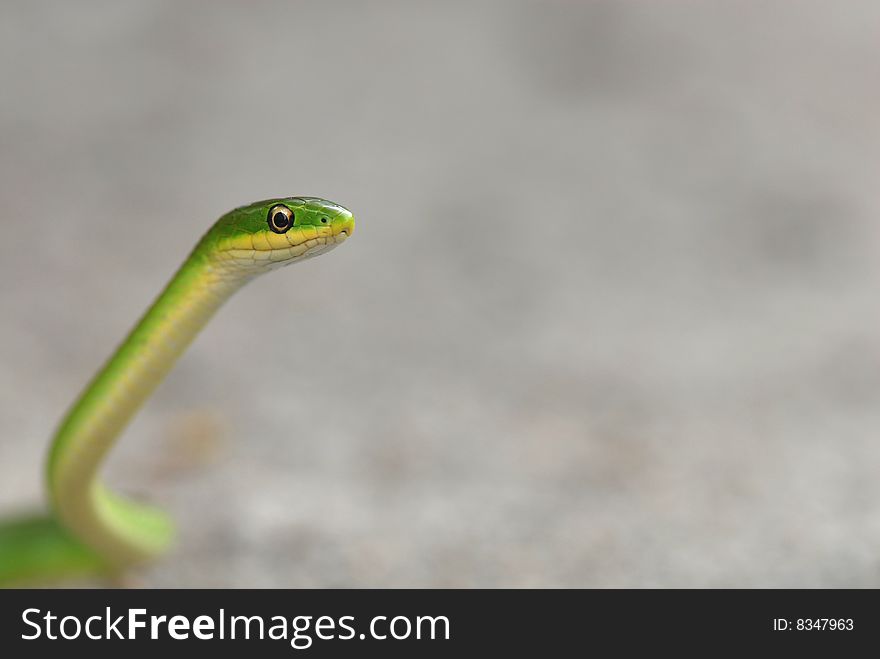 A green snake against a grey blotched background. A green snake against a grey blotched background.