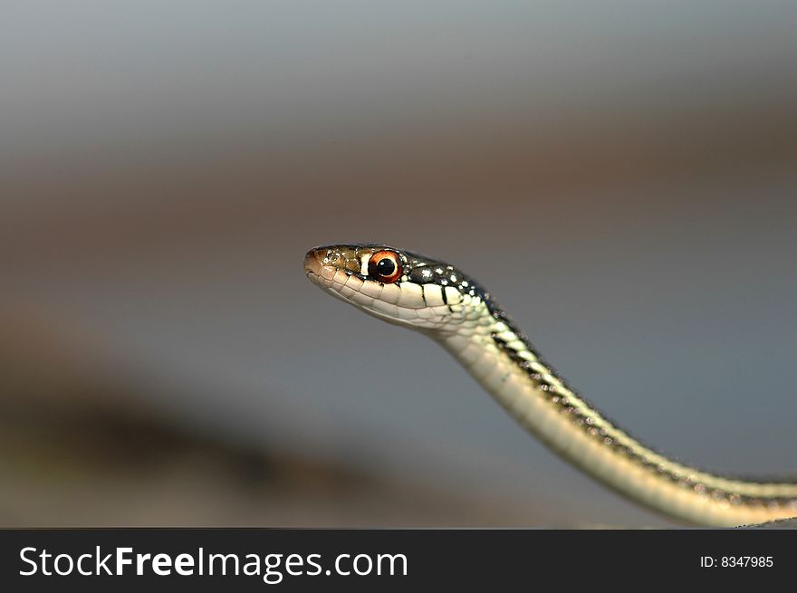 A portrait of a western ribbon snake. A portrait of a western ribbon snake.