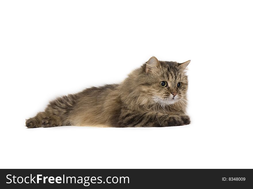 Cat On A White Background