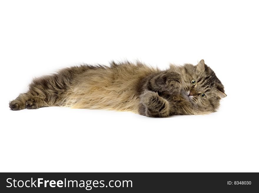 Image of a cat on a white background
