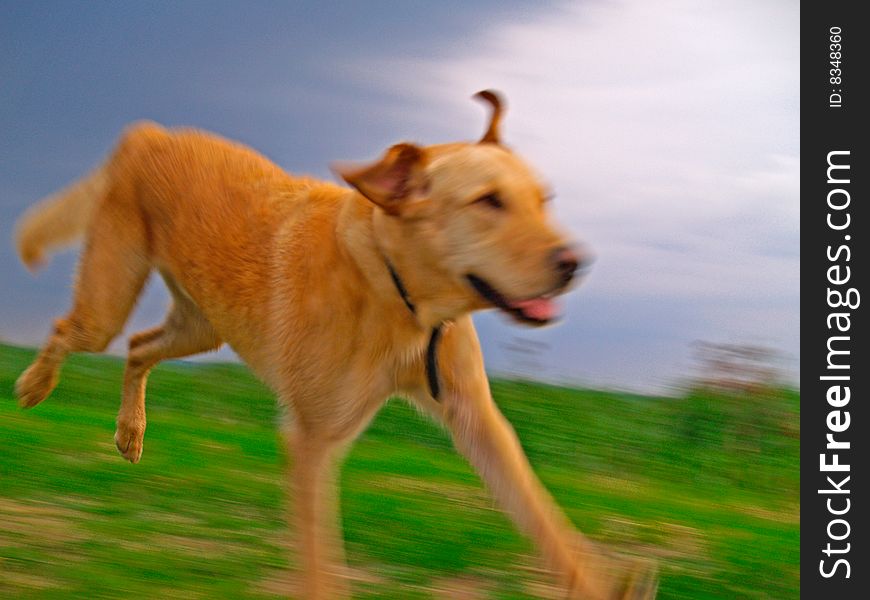 A Labrador Retriever Chasing over meadow. A Labrador Retriever Chasing over meadow