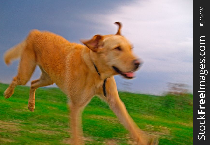 Labrador Retriever Playing