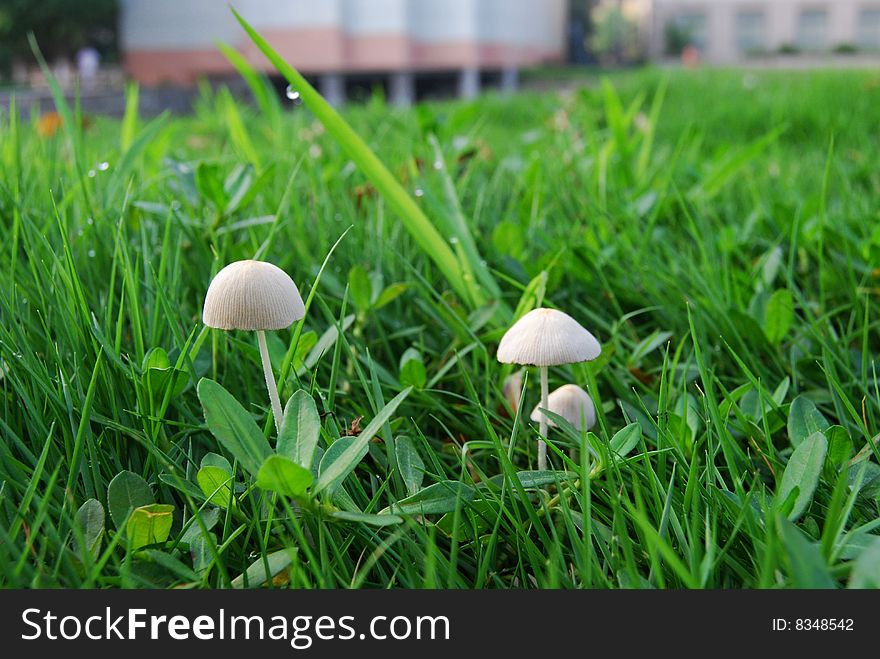 The mushrooms are growing among the grass