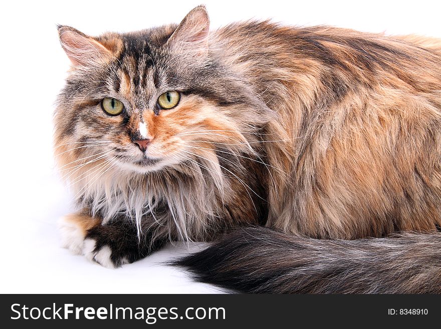 Cute cat on white background.I would like to know what it is thinking at this moment . Cute cat on white background.I would like to know what it is thinking at this moment .