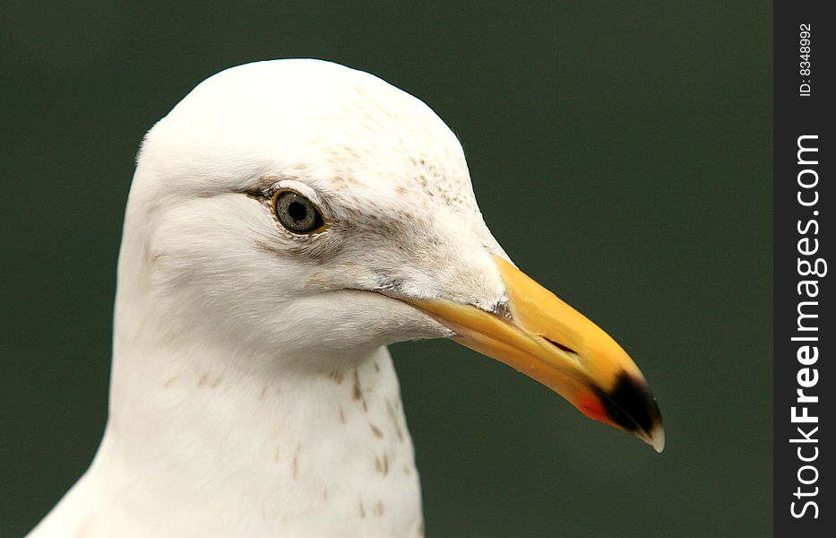 A portrait of a seagull