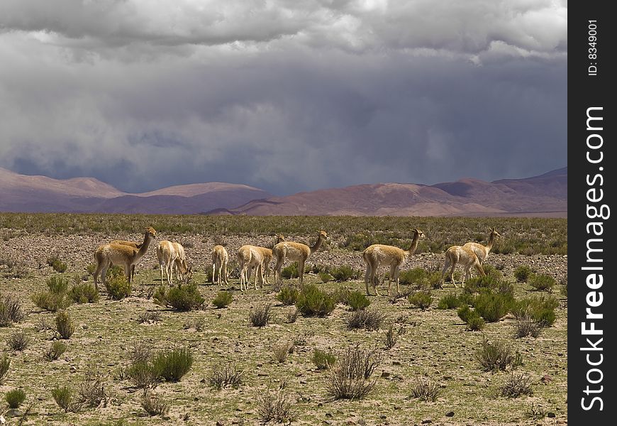 A group of wild guanacos in a remote and desolate landscape.