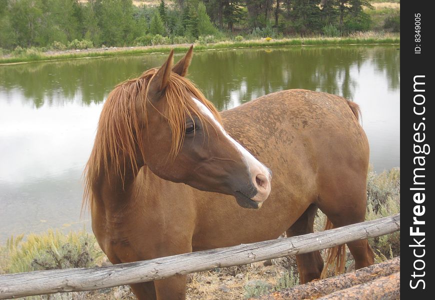 This horse looks comfortable lounging by a pond in Wyoming, USA. This horse looks comfortable lounging by a pond in Wyoming, USA.