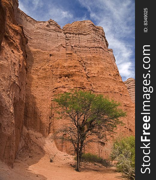 A tree standing on a desert and rocky landscape. A tree standing on a desert and rocky landscape.