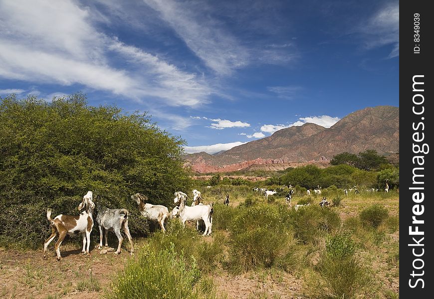 A large group of goat eating from the nature. A large group of goat eating from the nature.