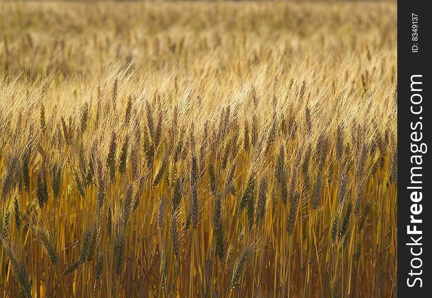 Wheat field under the sunlight
