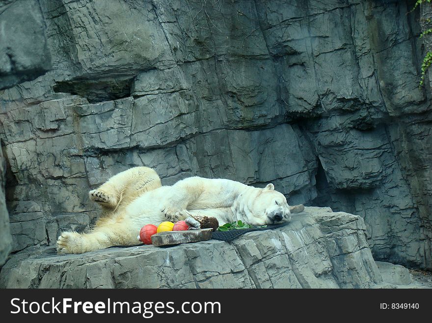 Polar bear caught napping at the central park zoo. Polar bear caught napping at the central park zoo.