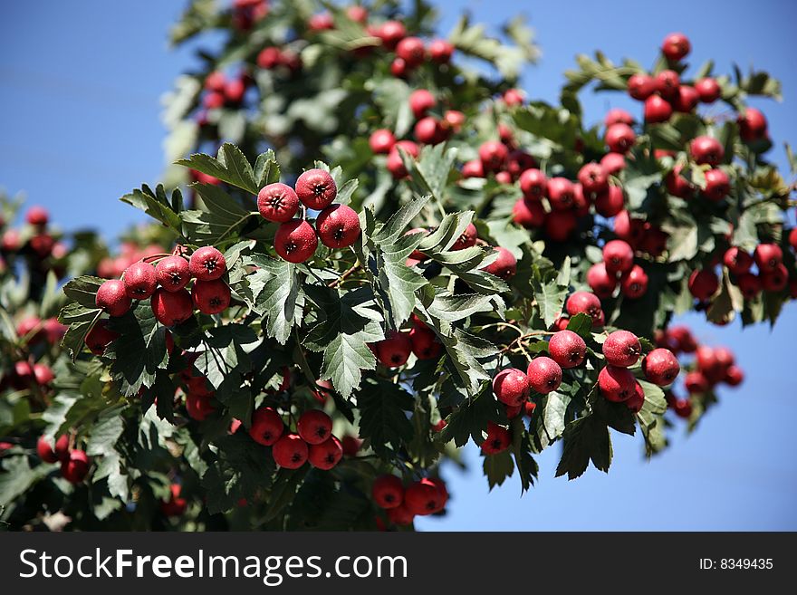 Hawthorn branch with red berries in autumn. Hawthorn branch with red berries in autumn.