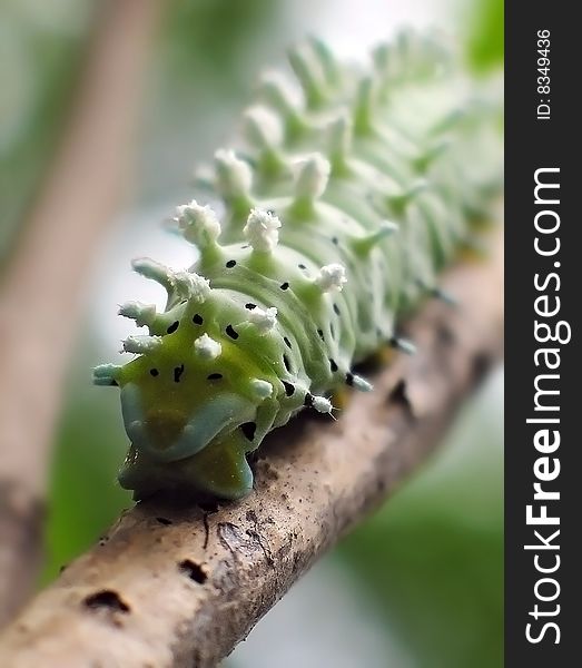 Close up of green caterpillar crawling on twig.